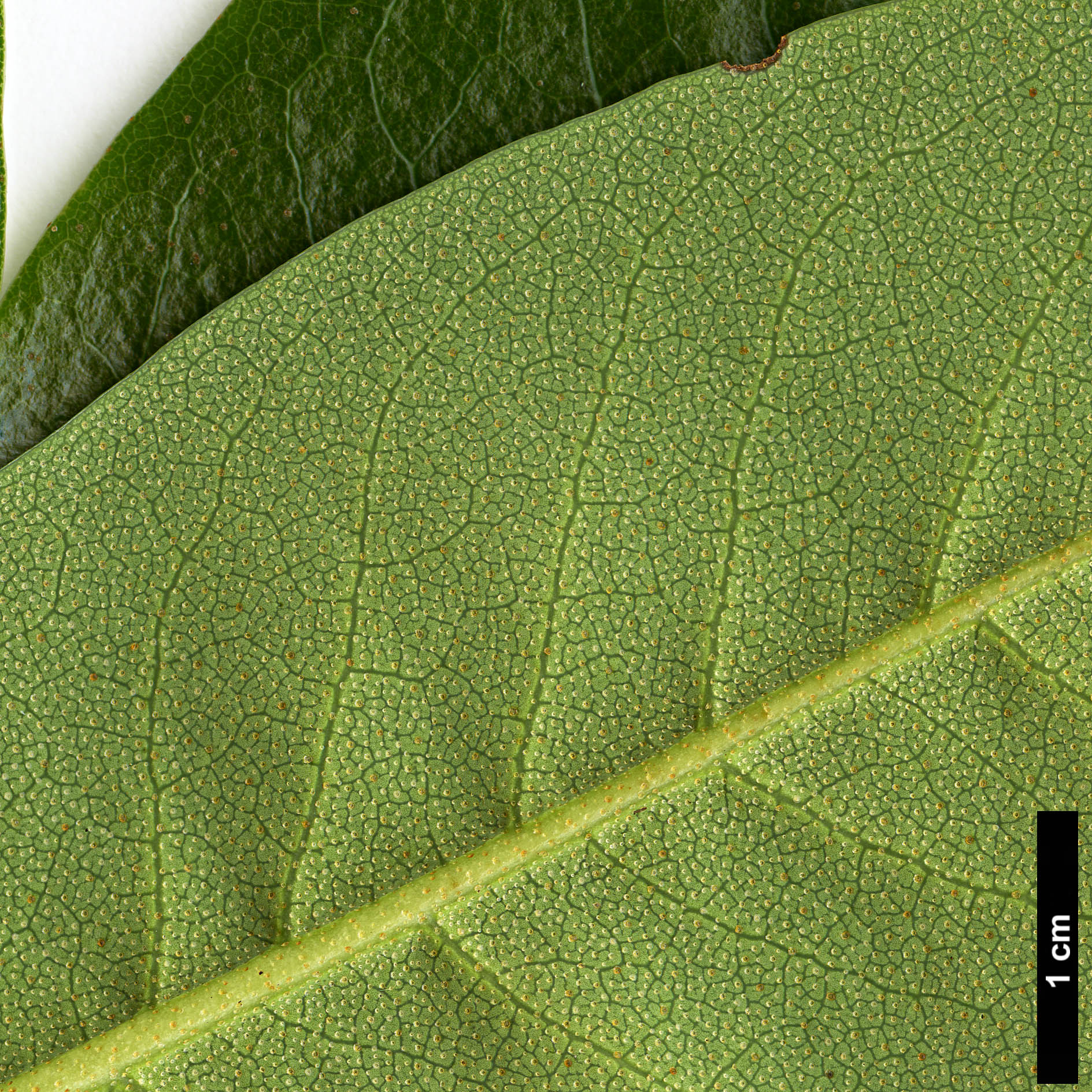 High resolution image: Family: Ericaceae - Genus: Rhododendron - Taxon: walongense